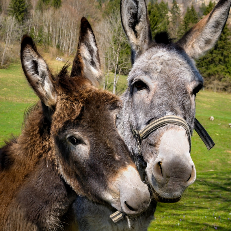 Donkey Picnic for Four at Dashing Donkeys - Gift Experience