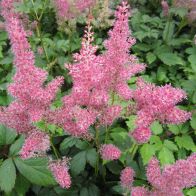 See more information about the Anglo Aquatics Astilbe Pink 1 Litre