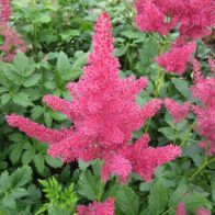 See more information about the Anglo Aquatics Astilbe Red 1 Litre