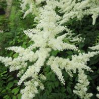 See more information about the Anglo Aquatics Astilbe White 1 Litre