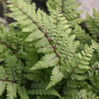 See more information about the DIS : Anglo Aquatics Athyrium Otoph Okanum 1 Litre