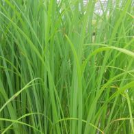 See more information about the Anglo Aquatics Carex Acuta 1 Litre