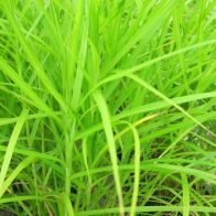 See more information about the Anglo Aquatics Carex Muskingumensis 1 Litre
