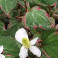 See more information about the Anglo Aquatics Houttuynia Cordata 'Boo Boo' 1 Litre
