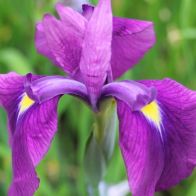 See more information about the Anglo Aquatics Iris Ensata 1 Litre