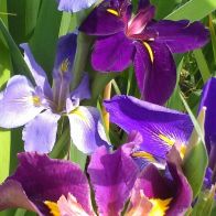 See more information about the Anglo Aquatics Iris Louisiana Mixed 3 Litre