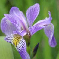 See more information about the Anglo Aquatics Iris Sibirica 1 Litre