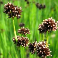 See more information about the Anglo Aquatics Juncus Ensifolius 1 Litre