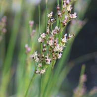 See more information about the Anglo Aquatics Juncus Maritimus 1 Litre