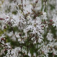 See more information about the Anglo Aquatics Lychnis Flos-Cuculi 'White Robin' 1 Litre