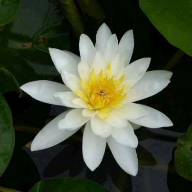 See more information about the DIS : Anglo Aquatics Nymphaea Marliacea Albida 1 Litre