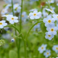 See more information about the Anglo Aquatics Myosotis Scorpioides 1 Litre