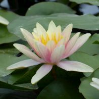 See more information about the DIS : Anglo Aquatics Nymphaea Paul Hariot 1 Litre