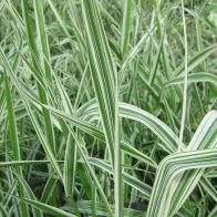 See more information about the Anglo Aquatics Phalaris Arundinacea Var Picta 1 Litre