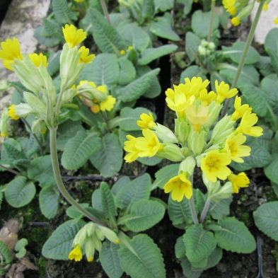 See more information about the DIS : Anglo Aquatics Primula Veris 9Cm - 3 Pack
