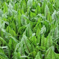 See more information about the Anglo Aquatics Rumex Sanguineus 1 Litre