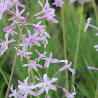 See more information about the Anglo Aquatics Tulbaghia Violacea 1 Litre