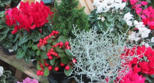 Plant up festive containers