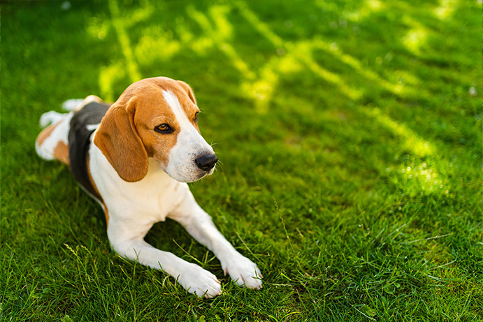 A cute beagle dog lying down on the lawn in the sunshine
