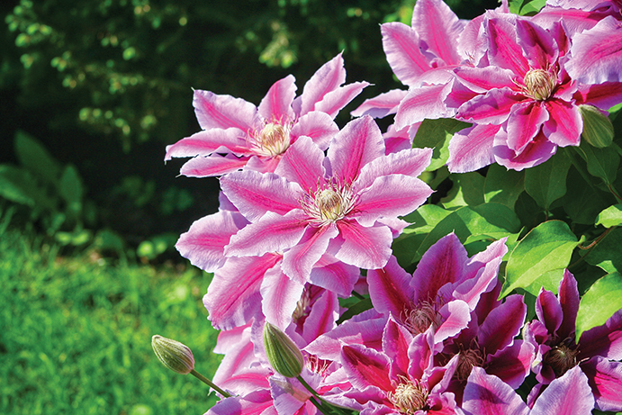 Bright pink clematis flowers growing happily in a garden