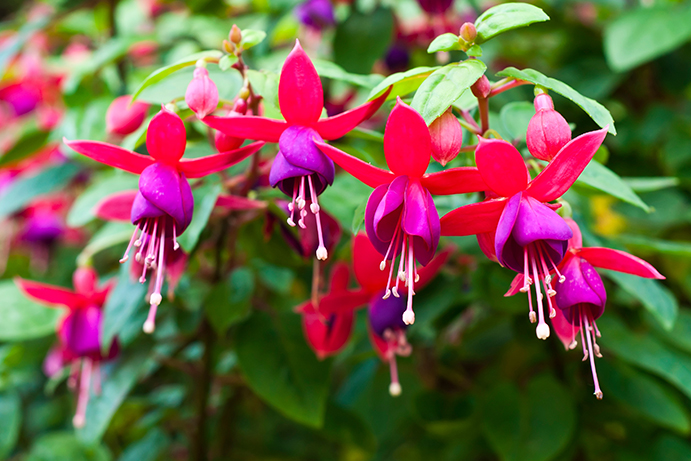 Up close photograph of vibrant pink fuchsia flowers