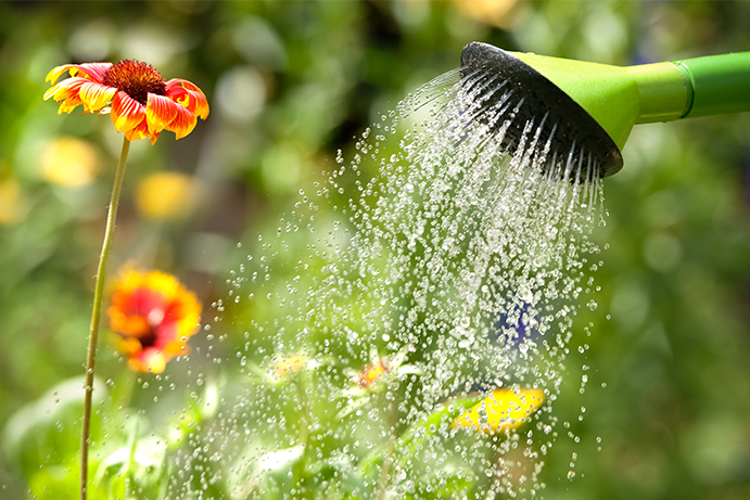 Up close of green watering can nozzle watering orange gerberas