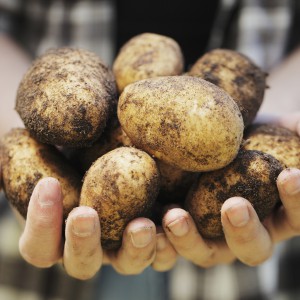 Farmer holding harvested potatoes in his hands