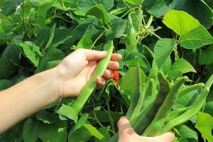 One hand holding runner beans and one hand harvesting a runner bean plant