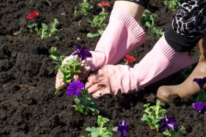 Hands planting pansies into freshly cultivated dark soil