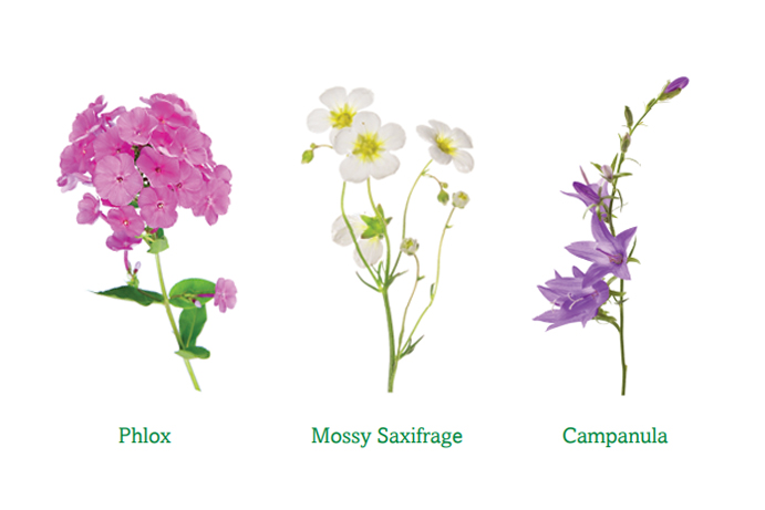 » Plant Guide: Alpines & Heathers
