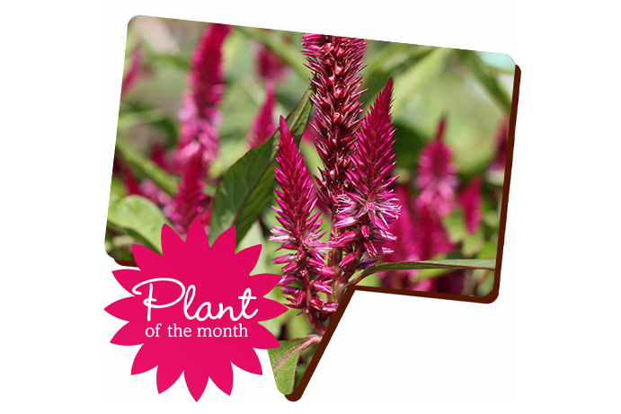 Plant of the month for July is Celosia
