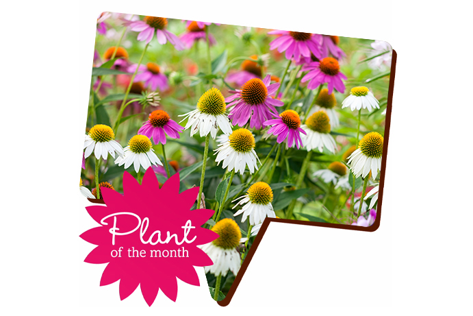 Echinacea flowers in pink and white shades