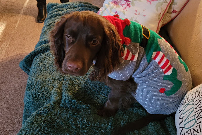 Brown cocker spaniel dog in a christmas jumper