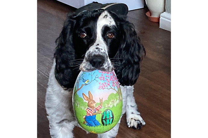 Black and white spaniel holding a colourfully painted easter egg in its mouth