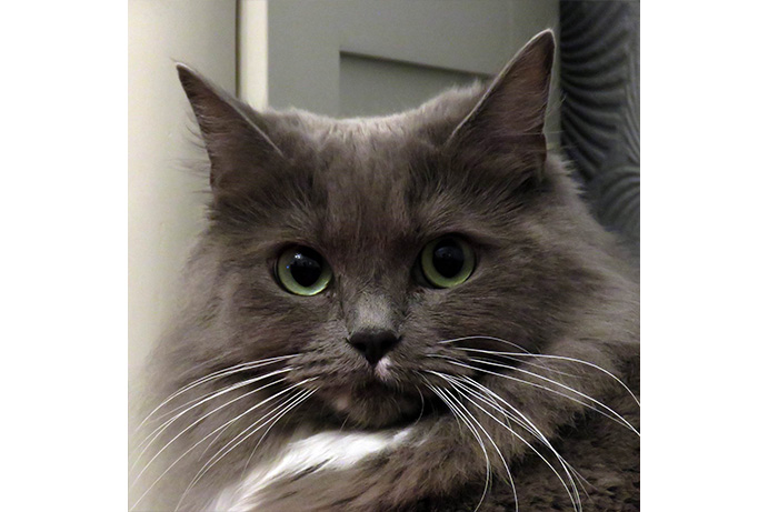 Up close of a beautiful grey fluffy cat