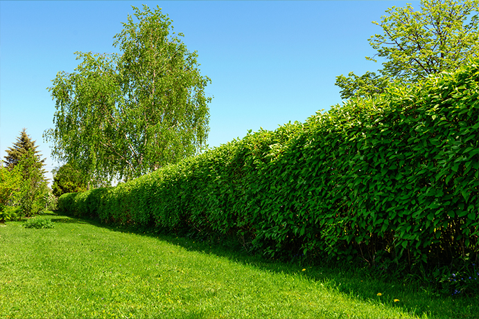 Hedge row against a grass field with a blue sky background