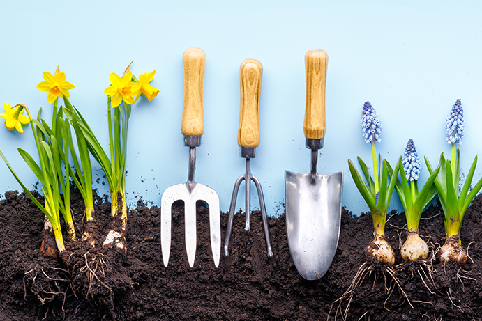 daffodil bulbs, garden tools and hyacinth bulbs laid on top of a strip of soil