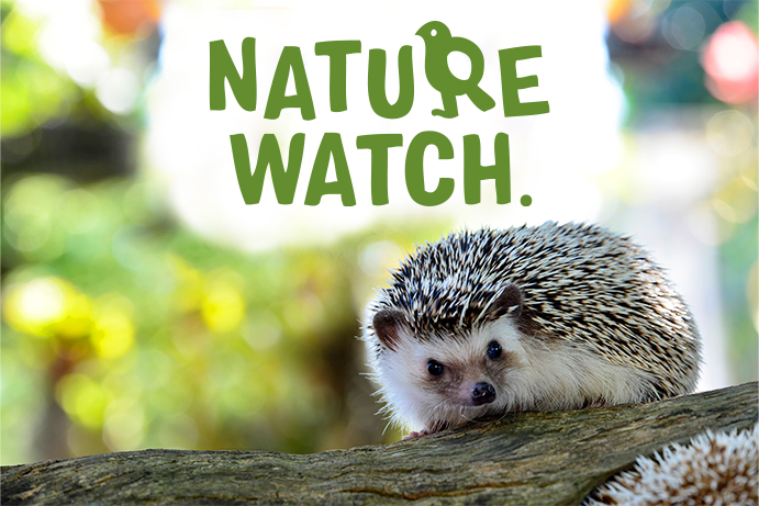 hedgehog on a log looking at the camera with the words nature watch above it