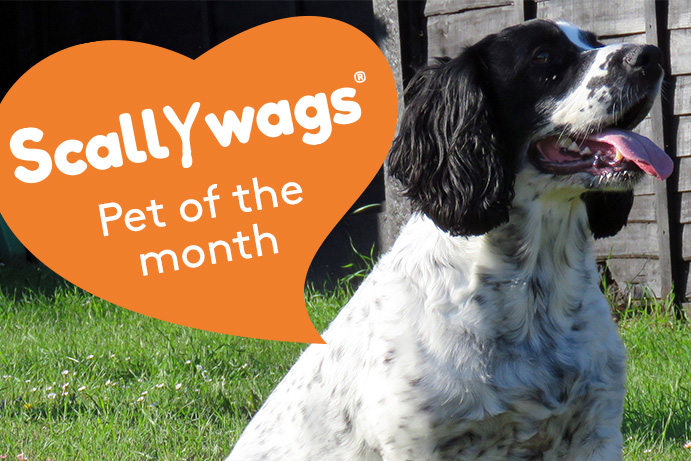 Black and white cocker spaniel sitting on grass with an orange heart banner saying scallywags pet of the month