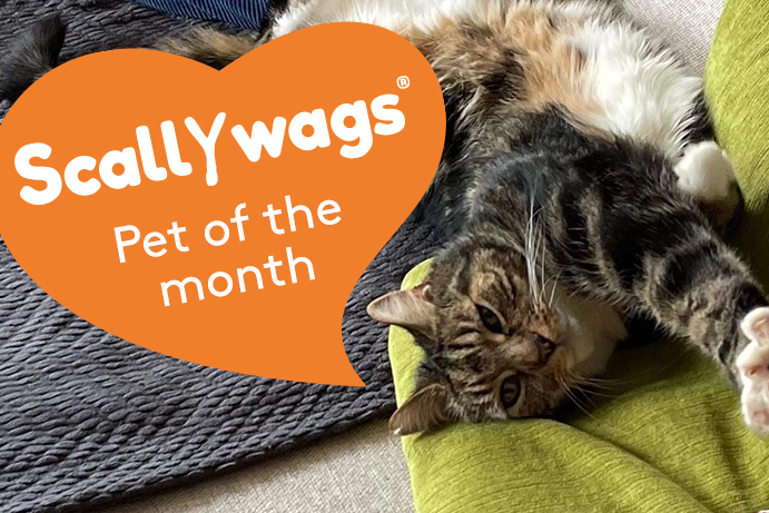 Cat stretching out on a green cushion with an orange heart banner saying scallywags pet of the month
