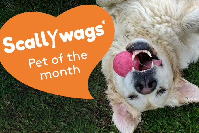 Happy golden retriever lying on grass with an orange heart banner saying scallywags pet of the month
