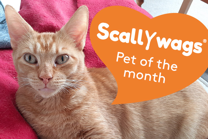 Ginger cat with green eyes and an orange heart banner saying scallywags pet of the month