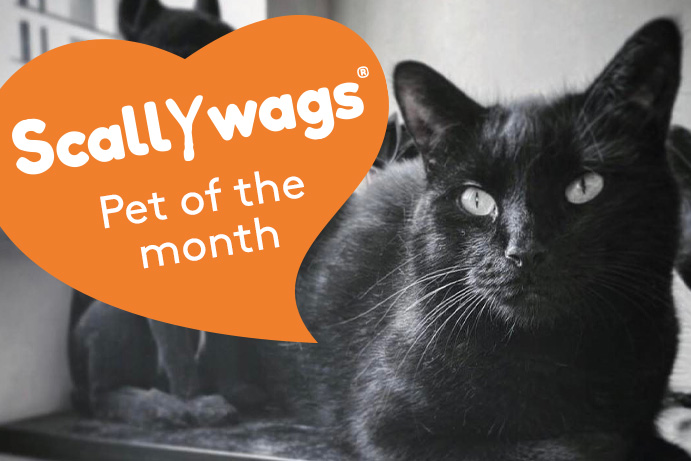 beautiful black cat in black and white with an orange heart banner saying scallywags pet of the month