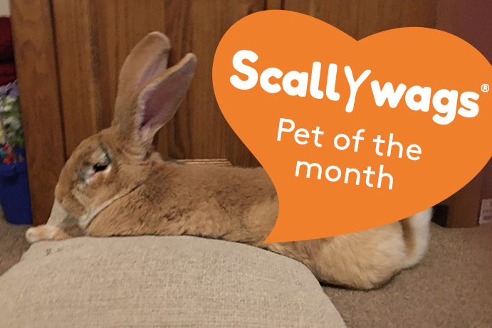 Golden haired house rabbit lying on a cushion with an orange heart saying pet of the month