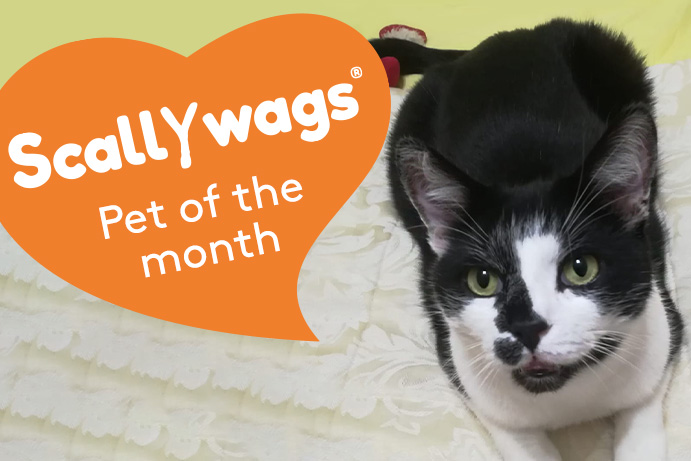 Black and white cat looking at camera with an orange heart banner saying scallywags pet of the month