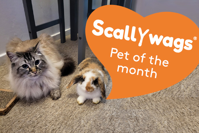 Ragdoll cat with a cute rabbit and an orange heart saying scallywags pet of the month