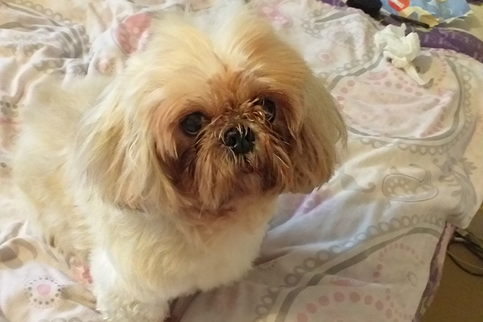 white shih tzu looking up at the camera