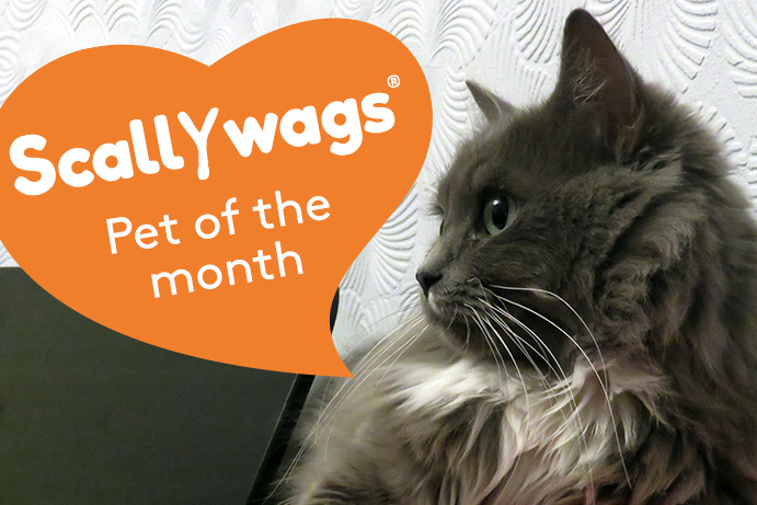 Cute fluffy grey cat with an orange heart saying scallywags pet of the month