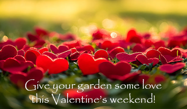 Give your garden some love this Valentine’s weekend