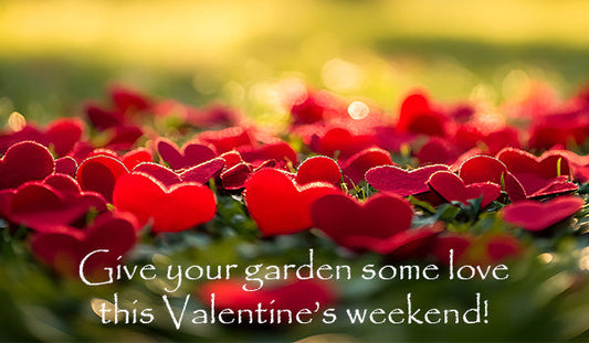 Give your garden some love this Valentine’s weekend